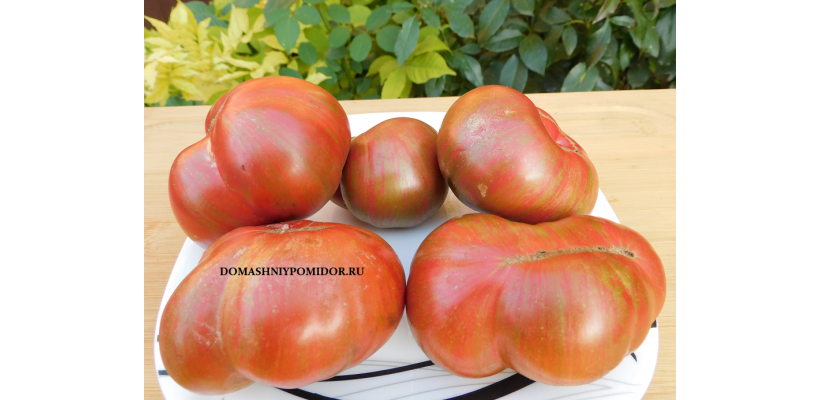 Гном Розовые Полосы ( Dwarf Pink Stripe, США)